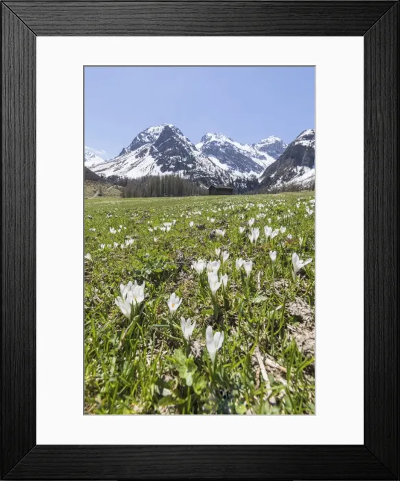 Framed Print : Snowy peaks and Crocus flowers during spring bloom, Davos, Sertig Valley, canton of Graubunden Framed Print : Snowy peaks and Crocus flowers during spring bloom, Davos, Sertig Valley, canton of Graubunden