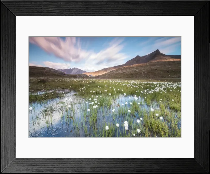 Framed Print : Sunrise on fields of cotton grass, Gavia Pass, Valfurva, Valtellina, Lombardy, Italy Framed Print : Sunrise on fields of cotton grass, Gavia Pass, Valfurva, Valtellina, Lombardy, Italy