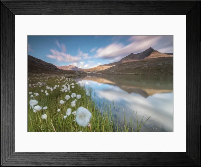 Framed Print : Cotton grass on the shore of Lago Bianco, Gavia Pass, Valfurva, Valtellina, Lombardy Framed Print : Cotton grass on the shore of Lago Bianco, Gavia Pass, Valfurva, Valtellina, Lombardy
