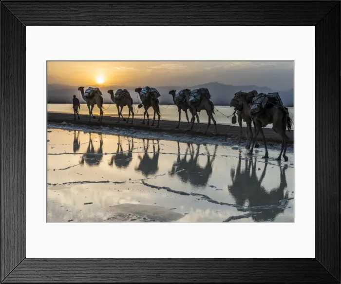 Framed Print : Camels loaded with pans of salt walking through a salt lake, Danakil depression, Ethiopia Framed Print : Camels loaded with pans of salt walking through a salt lake, Danakil depression, Ethiopia