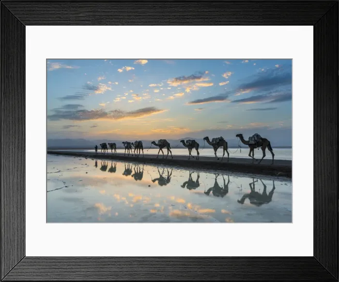 Framed Print : Camels loaded with pan of salt walking through a salt lake at sunset, Danakil depression Framed Print : Camels loaded with pan of salt walking through a salt lake at sunset, Danakil depression