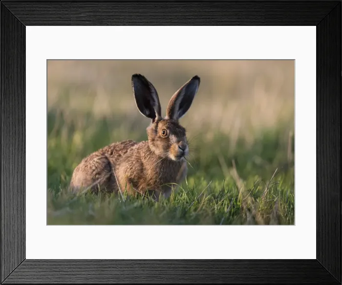Framed Print : European hare (Lepus europaeus) leveret, Elmley Marshes National Nature Reserve, North Kent Marshes Framed Print : European hare (Lepus europaeus) leveret, Elmley Marshes National Nature Reserve, North Kent Marshes