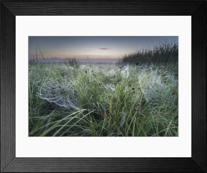 Framed Print : Dew covered orb web in mist at dawn, Elmley Marshes National Nature Reserve, Isle of Sheppey Framed Print : Dew covered orb web in mist at dawn, Elmley Marshes National Nature Reserve, Isle of Sheppey