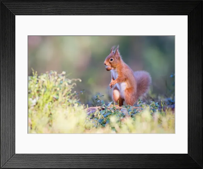 Framed Print : Red squirrel with nut, Cairngorms National Park, Scotland, United Kingdom, Europe Framed Print : Red squirrel with nut, Cairngorms National Park, Scotland, United Kingdom, Europe