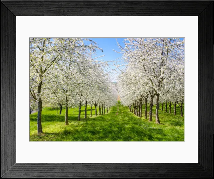 Framed Print : Blossoming cherry trees in the Eggenertal Valley in early spring, Schliengen, Baden-Wurttemberg Framed Print : Blossoming cherry trees in the Eggenertal Valley in early spring, Schliengen, Baden-Wurttemberg