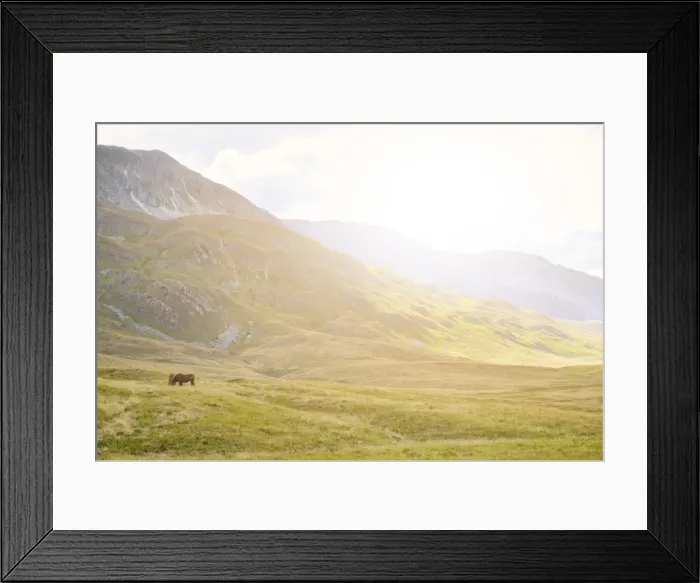Framed Print : Horses in plateau Campo Imperatore at sunset, Gran Sasso e Monti della Laga National Park Framed Print : Horses in plateau Campo Imperatore at sunset, Gran Sasso e Monti della Laga National Park