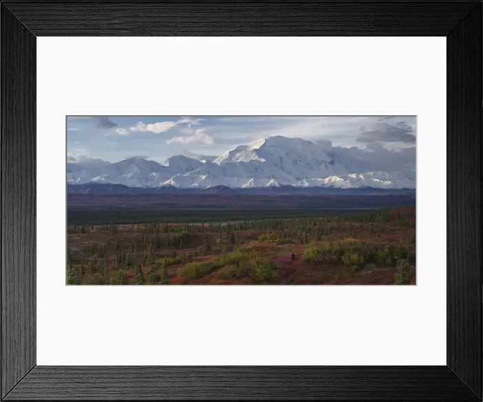 Framed Print : Lone hiker walks into the tundra leading to Mount Denali (Mount McKinley), Alaska Framed Print : Lone hiker walks into the tundra leading to Mount Denali (Mount McKinley), Alaska