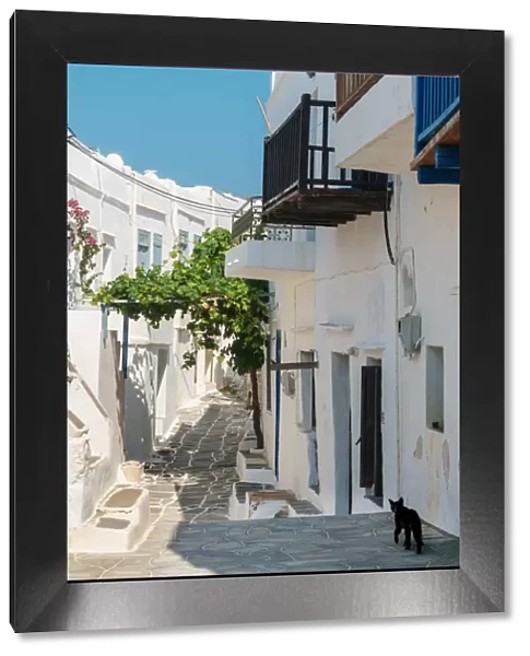 Black cat wandering down an alleyway through traditional white Greek houses, Kastro Village
