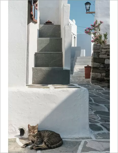 Cat basking in the sun by traditional white Greek houses, Kastro Village, Sifnos