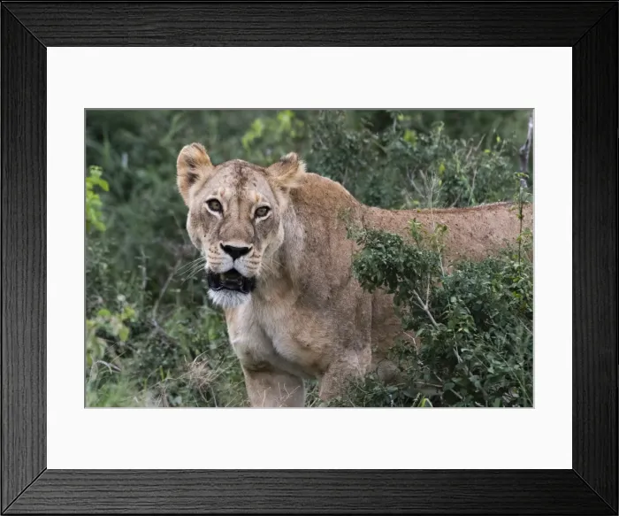 Framed Print : Portrait of a lioness (Panthera leo) in the bush on a kopje known as Lion Rock in Lualenyi reserve Framed Print : Portrait of a lioness (Panthera leo) in the bush on a kopje known as Lion Rock in Lualenyi reserve