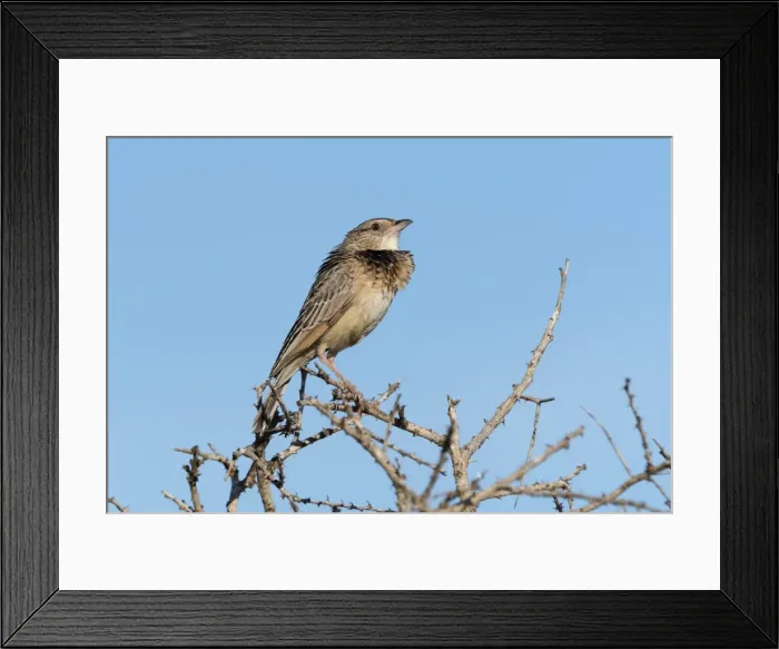 Framed Print : A red-winged lark (Mirafra hypermetra) perching, Tsavo, Kenya, East Africa, Africa Framed Print : A red-winged lark (Mirafra hypermetra) perching, Tsavo, Kenya, East Africa, Africa