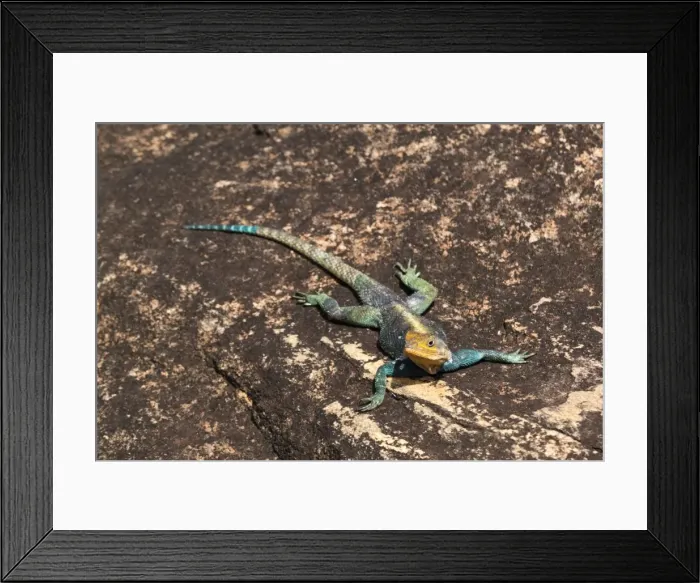 Framed Print : A common agama (Agama agama) on a rock, Tsavo, Kenya, East Africa, Africa Framed Print : A common agama (Agama agama) on a rock, Tsavo, Kenya, East Africa, Africa