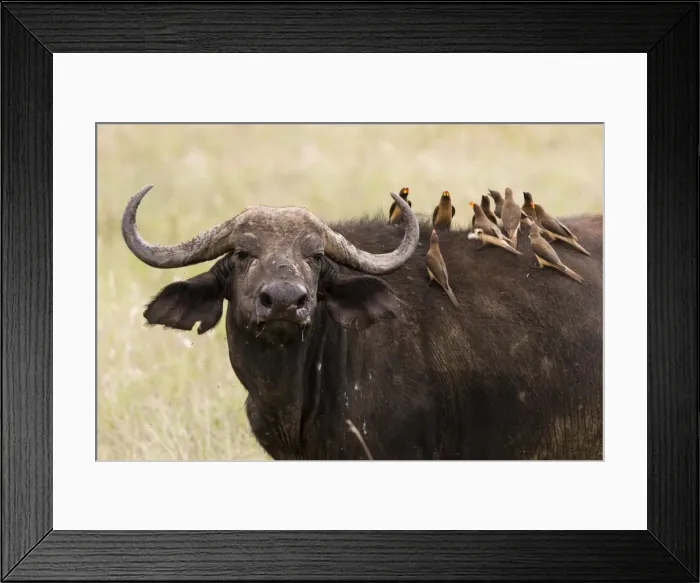 Framed Print : Yellow-billed oxpeckers (Buphagus africanus) on the back of an African buffalo (Syncerus caffer) Framed Print : Yellow-billed oxpeckers (Buphagus africanus) on the back of an African buffalo (Syncerus caffer)