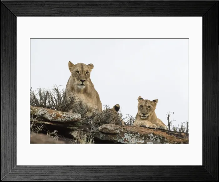 Framed Print : A lioness and cubs (Panthera leo) on a kopje known as Lion Rock in Lualenyi reserve Framed Print : A lioness and cubs (Panthera leo) on a kopje known as Lion Rock in Lualenyi reserve
