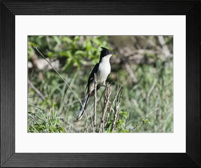 Framed Print : A black and white cuckoo (Oxylophus jacobinus), perching, Tsavo, Kenya, East Africa Framed Print : A black and white cuckoo (Oxylophus jacobinus), perching, Tsavo, Kenya, East Africa
