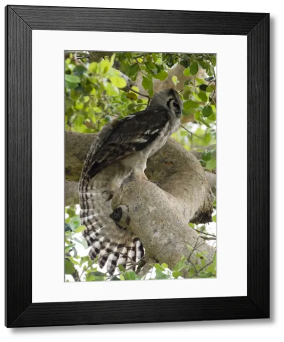 Framed Print : A Verreauxs eagle-owl (Bubo lacteus) in a tree, Tsavo, Kenya, East Africa, Africa Framed Print : A Verreauxs eagle-owl (Bubo lacteus) in a tree, Tsavo, Kenya, East Africa, Africa