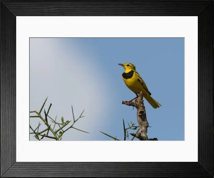 Framed Print : A male golden pipit (Tmetothylacus tenellus) on a branch, Tsavo, Kenya, East Africa Framed Print : A male golden pipit (Tmetothylacus tenellus) on a branch, Tsavo, Kenya, East Africa