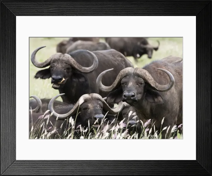 Framed Print : African buffalos (Syncerus caffer), looking at the camera, Tsavo, Kenya, East Africa Framed Print : African buffalos (Syncerus caffer), looking at the camera, Tsavo, Kenya, East Africa