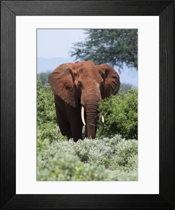 Framed Print : African elephant (Loxodonta africana), Tsavo, Kenya, East Africa, Africa Framed Print : African elephant (Loxodonta africana), Tsavo, Kenya, East Africa, Africa