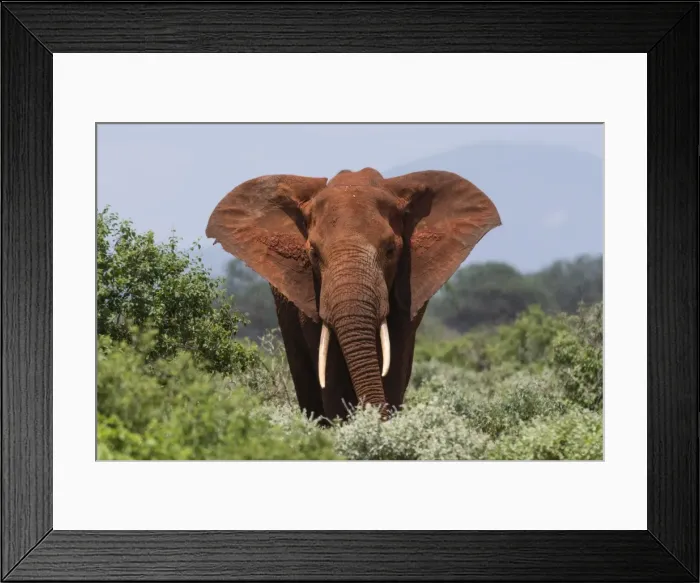 Framed Print : African elephant (Loxodonta africana), Tsavo, Kenya, East Africa, Africa Framed Print : African elephant (Loxodonta africana), Tsavo, Kenya, East Africa, Africa