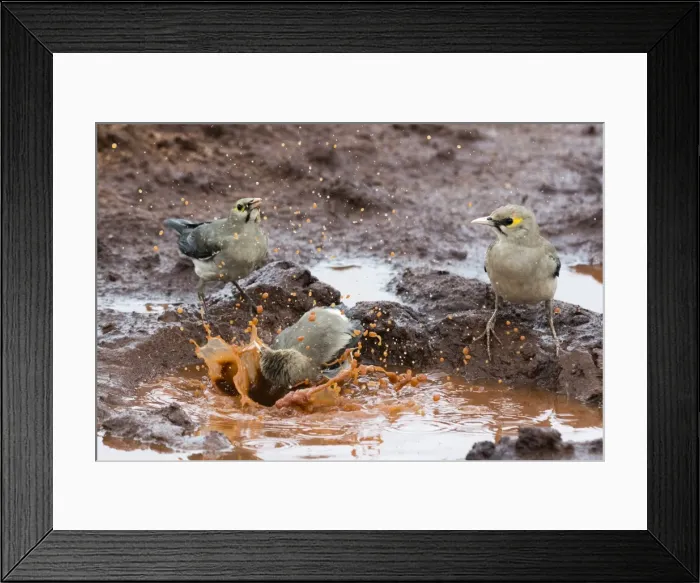 Framed Print : Wattled starlings (Creatophora cinerea) in a water pool, Tsavo, Kenya, East Africa Framed Print : Wattled starlings (Creatophora cinerea) in a water pool, Tsavo, Kenya, East Africa