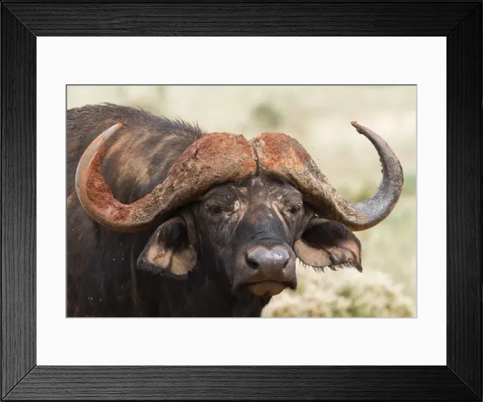 Framed Print : African buffalo (Syncerus caffer), Tsavo, Kenya, East Africa, Africa Framed Print : African buffalo (Syncerus caffer), Tsavo, Kenya, East Africa, Africa