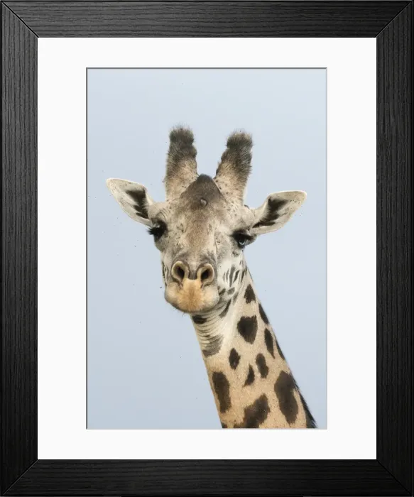 Framed Print : Portrait of a giraffe (Giraffa camelopardalis), Tsavo, Kenya, East Africa, Africa Framed Print : Portrait of a giraffe (Giraffa camelopardalis), Tsavo, Kenya, East Africa, Africa