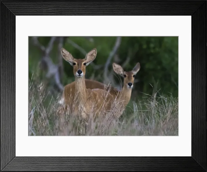 Framed Print : Female impalas (Aepyceros melampus), Tsavo, Kenya, East Africa, Africa Framed Print : Female impalas (Aepyceros melampus), Tsavo, Kenya, East Africa, Africa