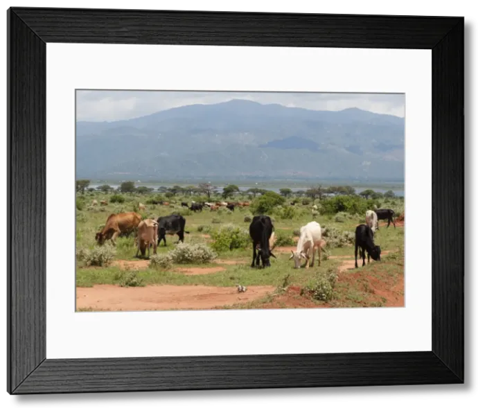 Framed Print : Cattle illegally grazing into the Tsavo West National Park near Lake Gipe, Kenya Framed Print : Cattle illegally grazing into the Tsavo West National Park near Lake Gipe, Kenya