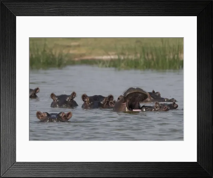 Framed Print : A pod of Hippopotamus (Hippopotamus amphibius), in Lake Gipe, Tsavo, Kenya, East Africa Framed Print : A pod of Hippopotamus (Hippopotamus amphibius), in Lake Gipe, Tsavo, Kenya, East Africa