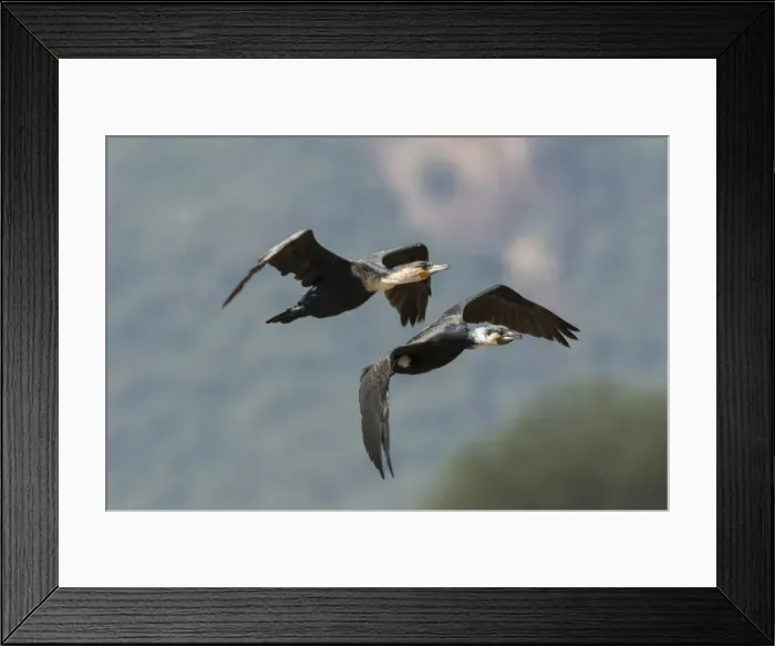 Framed Print : Two great cormorants (Phalacrocorax carbo) in flight, Tsavo, Kenya, East Africa, Africa Framed Print : Two great cormorants (Phalacrocorax carbo) in flight, Tsavo, Kenya, East Africa, Africa
