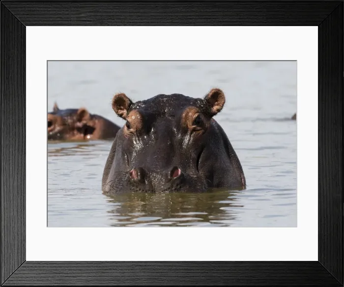 Framed Print : A Hippopotamus (Hippopotamus amphibius) looking at the camera, Tsavo, Kenya, East Africa Framed Print : A Hippopotamus (Hippopotamus amphibius) looking at the camera, Tsavo, Kenya, East Africa