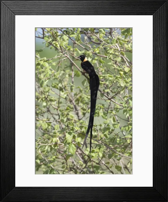 Framed Print : An eastern Paradise Whydah (Vidua paradisaea), breeding male, on a branch, Tsavo Framed Print : An eastern Paradise Whydah (Vidua paradisaea), breeding male, on a branch, Tsavo