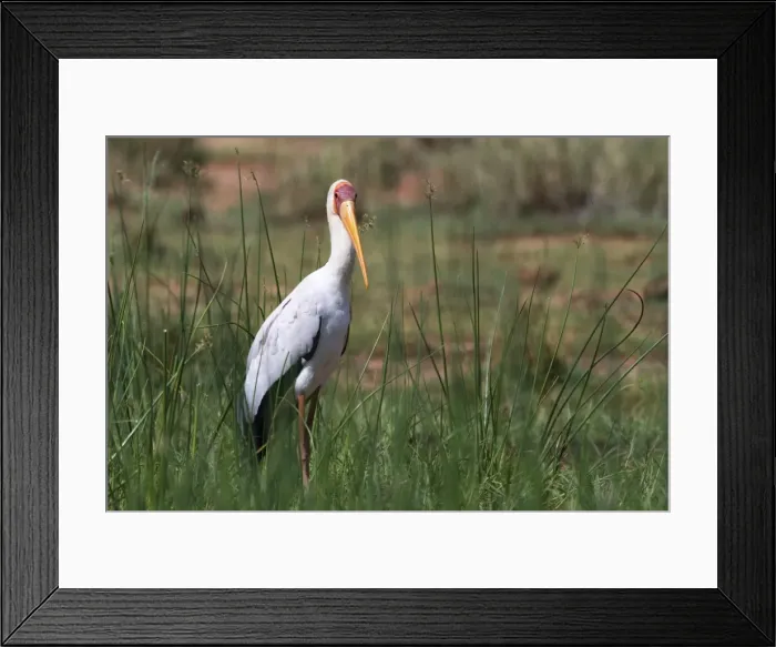 Framed Print : A yellow-billed stork (Mycteria ibis), Tsavo, Kenya, East Africa, Africa Framed Print : A yellow-billed stork (Mycteria ibis), Tsavo, Kenya, East Africa, Africa