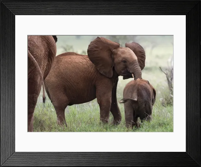 Framed Print : A young African elephant (Loxodonta africana) and a calf, Tsavo, Kenya, East Africa Framed Print : A young African elephant (Loxodonta africana) and a calf, Tsavo, Kenya, East Africa