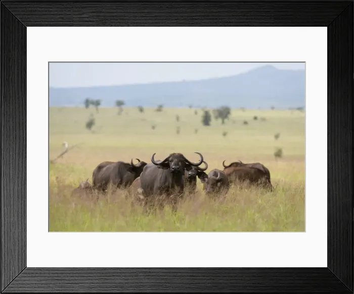 Framed Print : African buffalos (Syncerus caffer), Tsavo, Kenya, East Africa, Africa Framed Print : African buffalos (Syncerus caffer), Tsavo, Kenya, East Africa, Africa