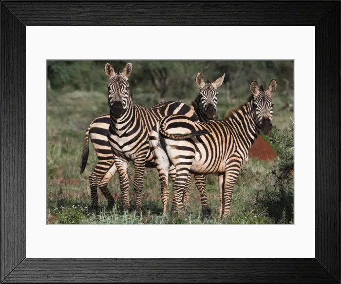 Framed Print : Portrait of three common zebras (Equus quagga) in a green savannah, looking at the camera Framed Print : Portrait of three common zebras (Equus quagga) in a green savannah, looking at the camera