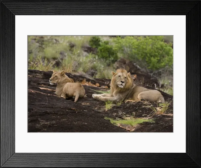 Framed Print : A lion pair (Panthera leo) on a kopje known as Lion Rock in Lualenyi reserve, Tsavo Framed Print : A lion pair (Panthera leo) on a kopje known as Lion Rock in Lualenyi reserve, Tsavo