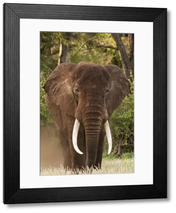 Framed Print : Portrait of an African elephant (Loxodonta africana), looking at the camera, Tsavo Framed Print : Portrait of an African elephant (Loxodonta africana), looking at the camera, Tsavo