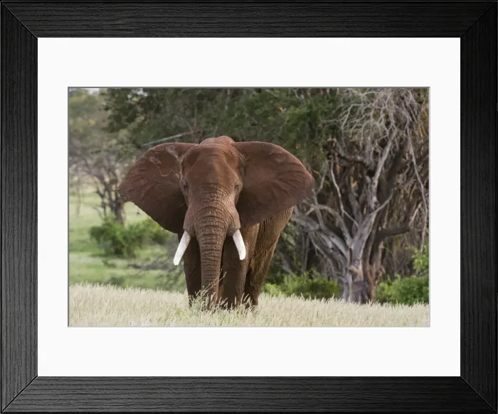 Framed Print : Portrait of an African elephant (Loxodonta africana), looking at the camera, Tsavo Framed Print : Portrait of an African elephant (Loxodonta africana), looking at the camera, Tsavo