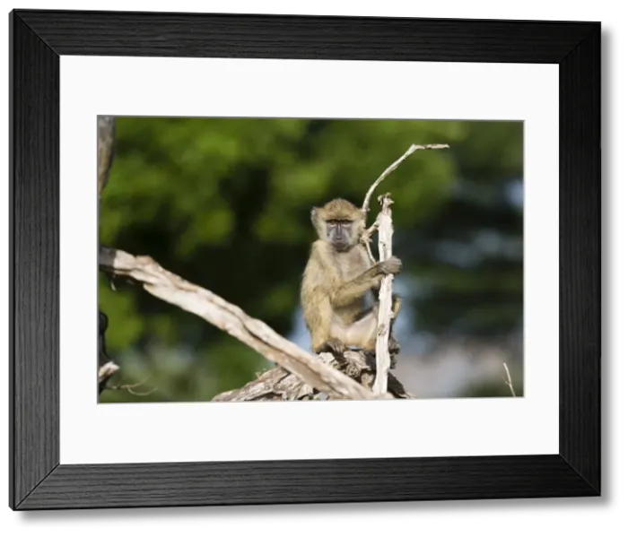 Framed Print : A baby yellow baboon (Papio hamadryas cynocephalus), resting on a tree branch, Tsavo Framed Print : A baby yellow baboon (Papio hamadryas cynocephalus), resting on a tree branch, Tsavo