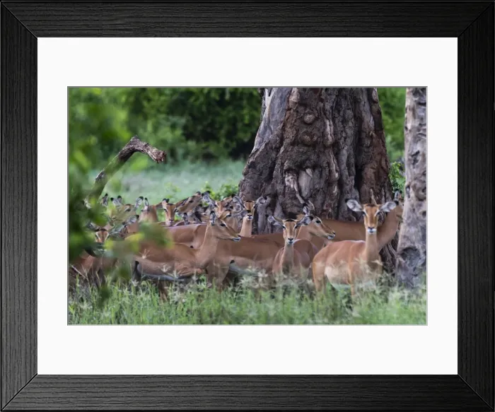 Framed Print : An harem of female impalas (Aepyceros melampus), Tsavo, Kenya, East Africa, Africa Framed Print : An harem of female impalas (Aepyceros melampus), Tsavo, Kenya, East Africa, Africa