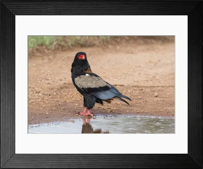 Framed Print : A bateleur eagle (Terathopius ecaudatus) at a water pool, Tsavo, Kenya, East Africa Framed Print : A bateleur eagle (Terathopius ecaudatus) at a water pool, Tsavo, Kenya, East Africa
