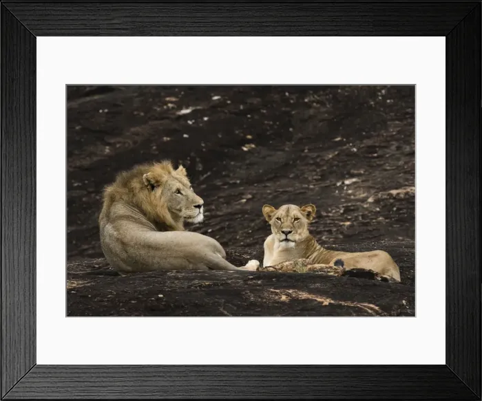 Framed Print : A lion pair (Panthera leo) on a kopje known as Lion Rock in Lualenyi reserve, Tsavo Framed Print : A lion pair (Panthera leo) on a kopje known as Lion Rock in Lualenyi reserve, Tsavo