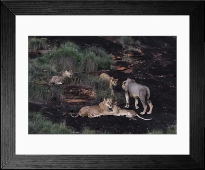 Framed Print : A lion pride (Panthera leo) at dusk on a kopje known as Lion Rock in Lualenyi reserve Framed Print : A lion pride (Panthera leo) at dusk on a kopje known as Lion Rock in Lualenyi reserve