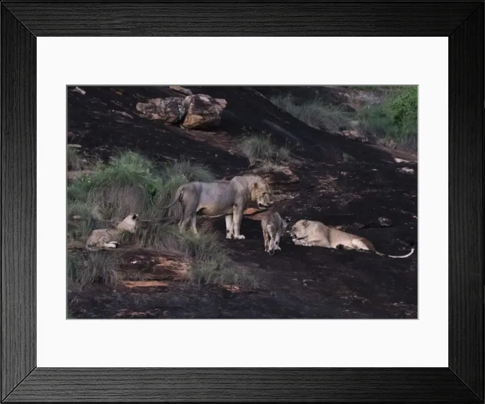 Framed Print : A lion pride (Panthera leo) at dusk on a kopje known as Lion Rock in Lualenyi reserve Framed Print : A lion pride (Panthera leo) at dusk on a kopje known as Lion Rock in Lualenyi reserve