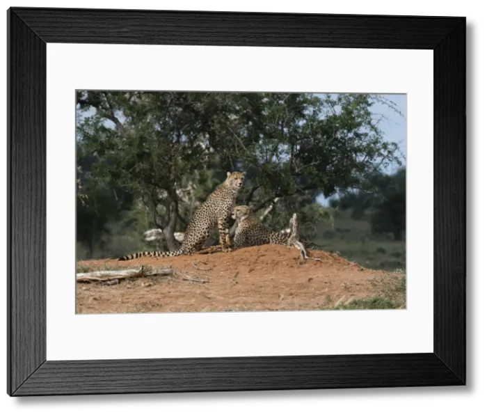 Framed Print : Two cheetah (Acinonyx jubatus) on a termite mound, Tsavo, Kenya, East Africa, Africa Framed Print : Two cheetah (Acinonyx jubatus) on a termite mound, Tsavo, Kenya, East Africa, Africa
