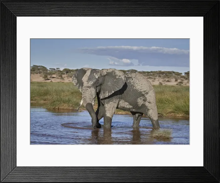 Framed Print : African Elephant (Loxodonta africana), male, Ngorongoro Conservation Area, Tanzania Framed Print : African Elephant (Loxodonta africana), male, Ngorongoro Conservation Area, Tanzania