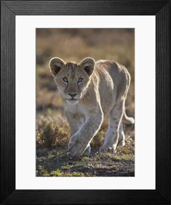 Framed Print : Lion (Panthera leo) cub, Ngorongoro Conservation Area, Tanzania, East Africa, Africa Framed Print : Lion (Panthera leo) cub, Ngorongoro Conservation Area, Tanzania, East Africa, Africa