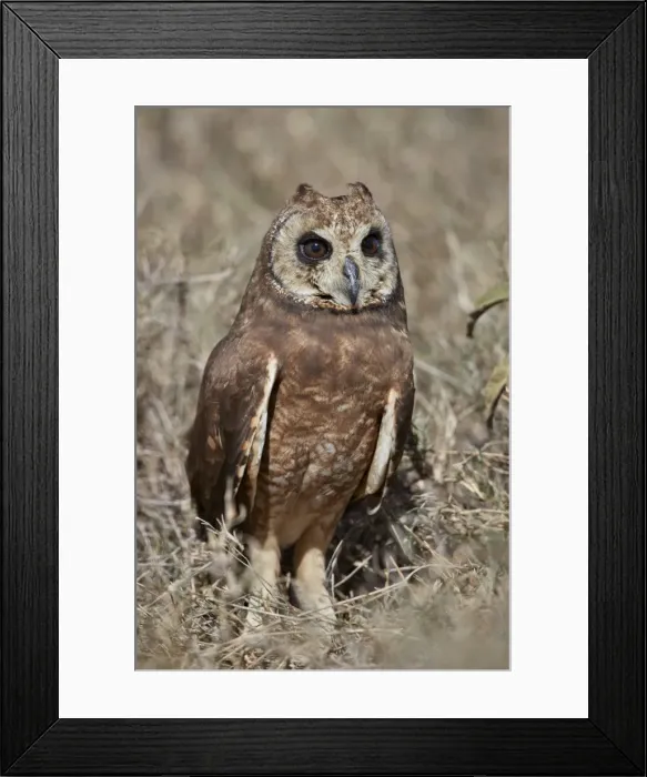 Framed Print : Marsh Owl (Asio capensis), Ngorongoro Conservation Area, Tanzania, East Africa, Africa Framed Print : Marsh Owl (Asio capensis), Ngorongoro Conservation Area, Tanzania, East Africa, Africa